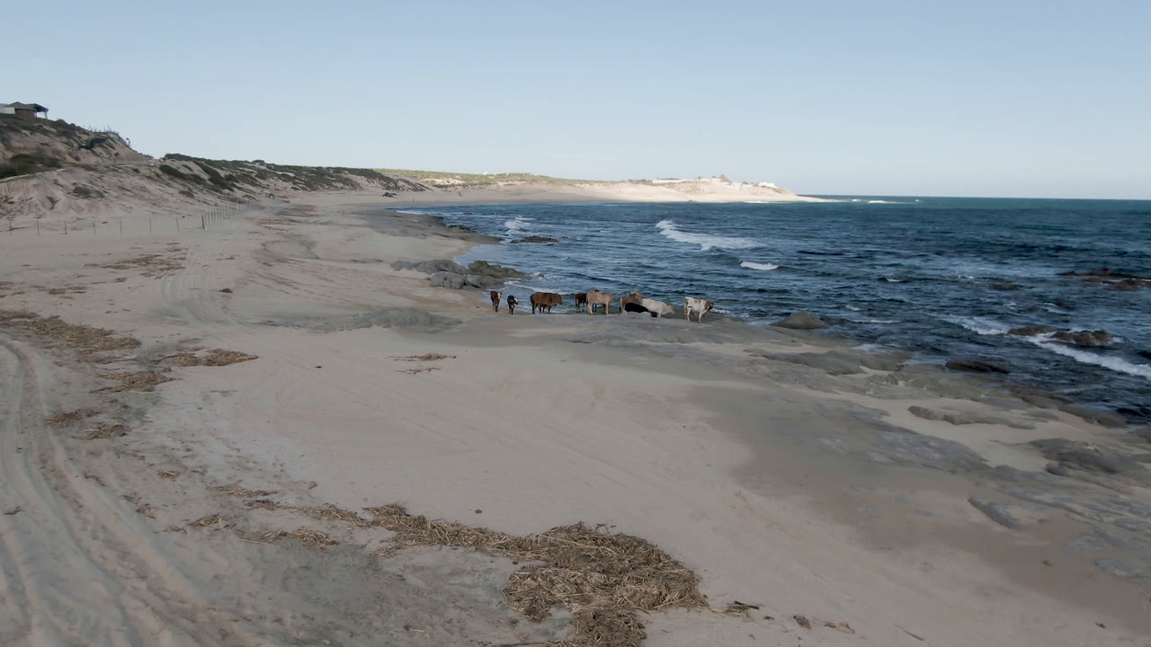 Wide elevated view at Shipwrecks Beach Los Cabos showing cows on the sand near the surf, dunes on the left, blue ocean on the right, and no visible people.