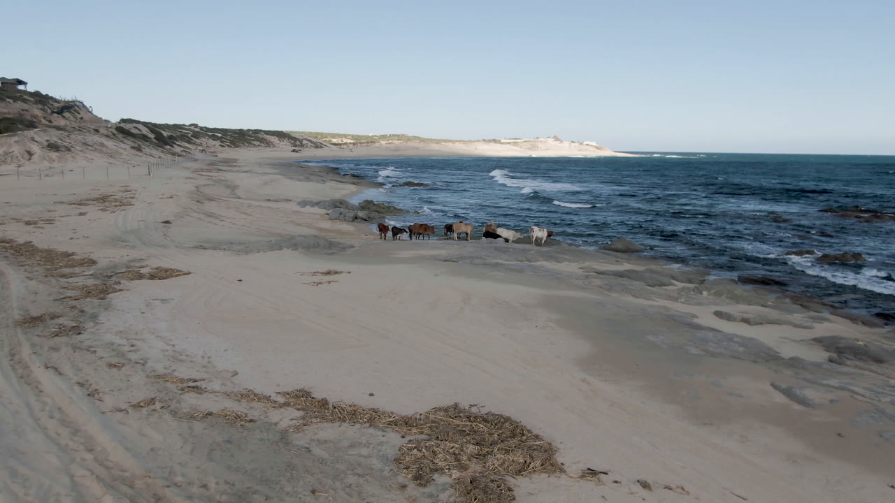 At 0:01, the cows remain grouped near the waterline at Shipwrecks Beach Los Cabos, with pale sand foreground, white surf bands behind them, and no visible people.