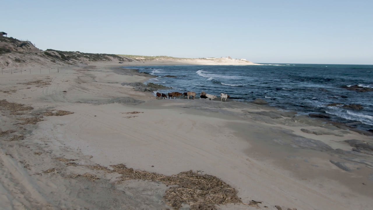 Cows on open beach with surf breaking along the right side.