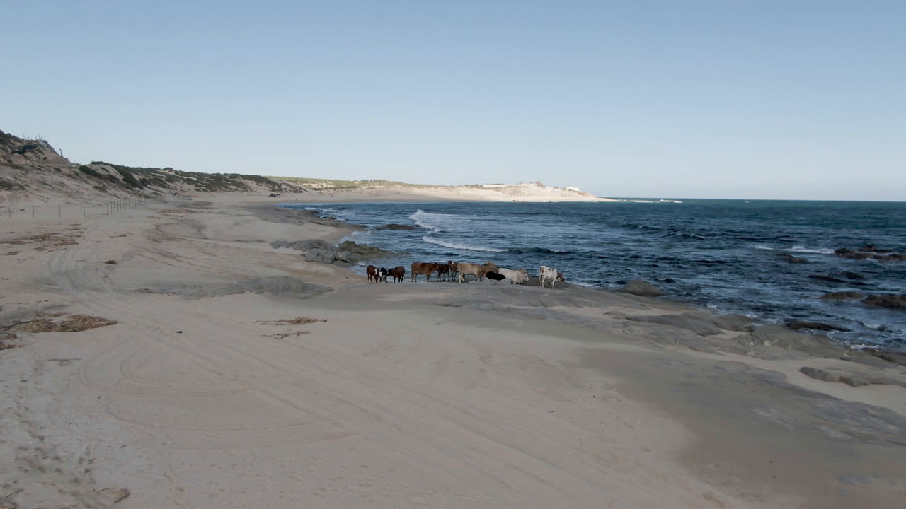 Wide aerial frame at Shipwrecks Beach Los Cabos showing horses grouped near the shoreline, pale sand in the foreground, blue ocean to the right, dunes in the distance, and no visible people.