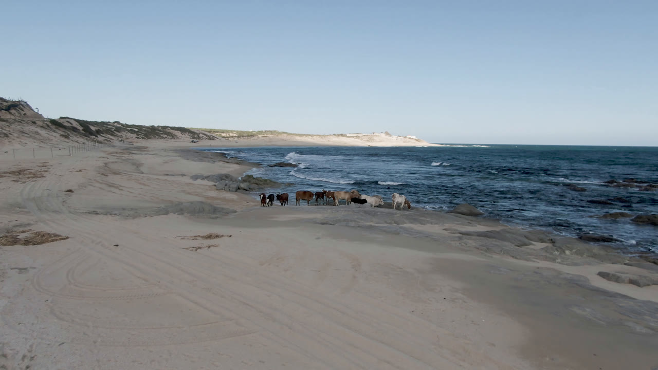 Second frame of the Shipwrecks Beach Los Cabos clip with the horse group still near the surf, tire-like sand tracks in the foreground, low dunes at left, ocean at right, and no visible people.