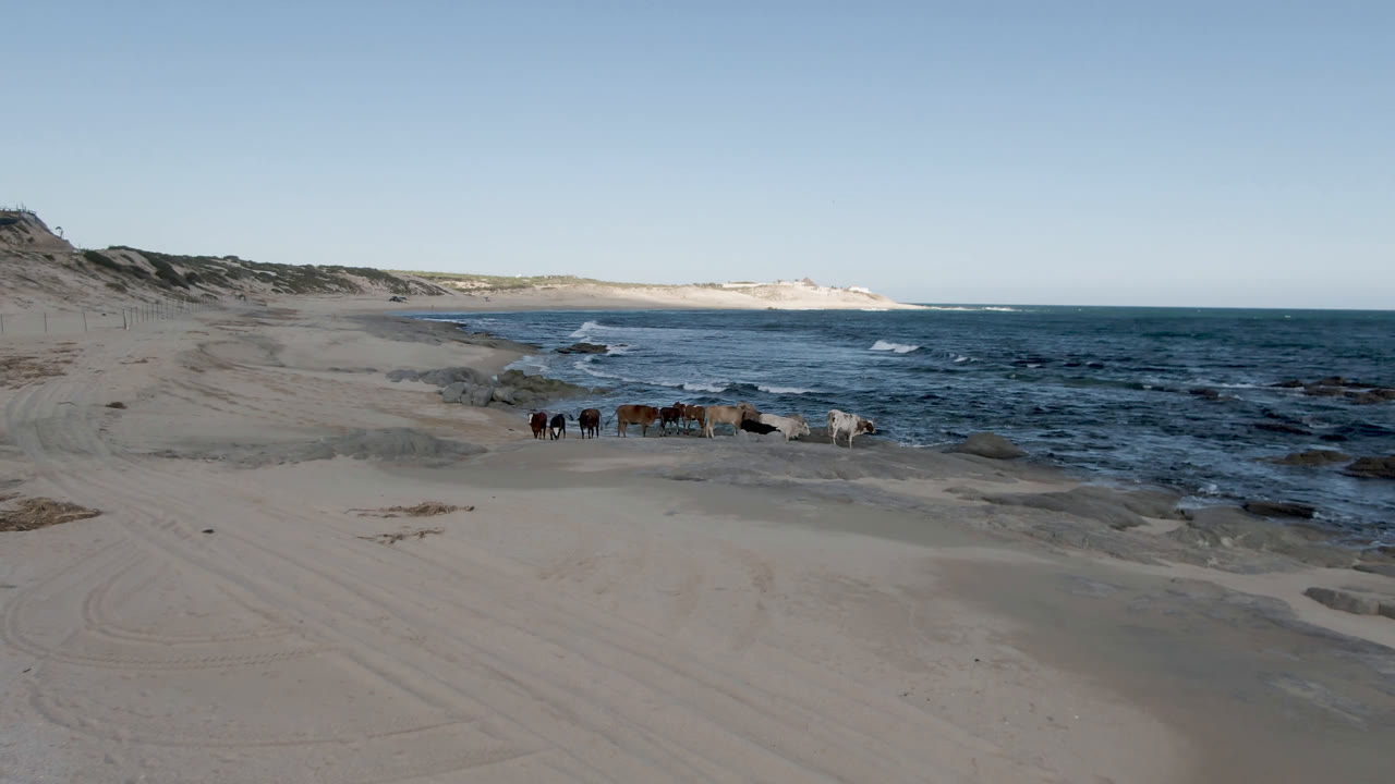 Horses on pale sand with ocean waves behind them