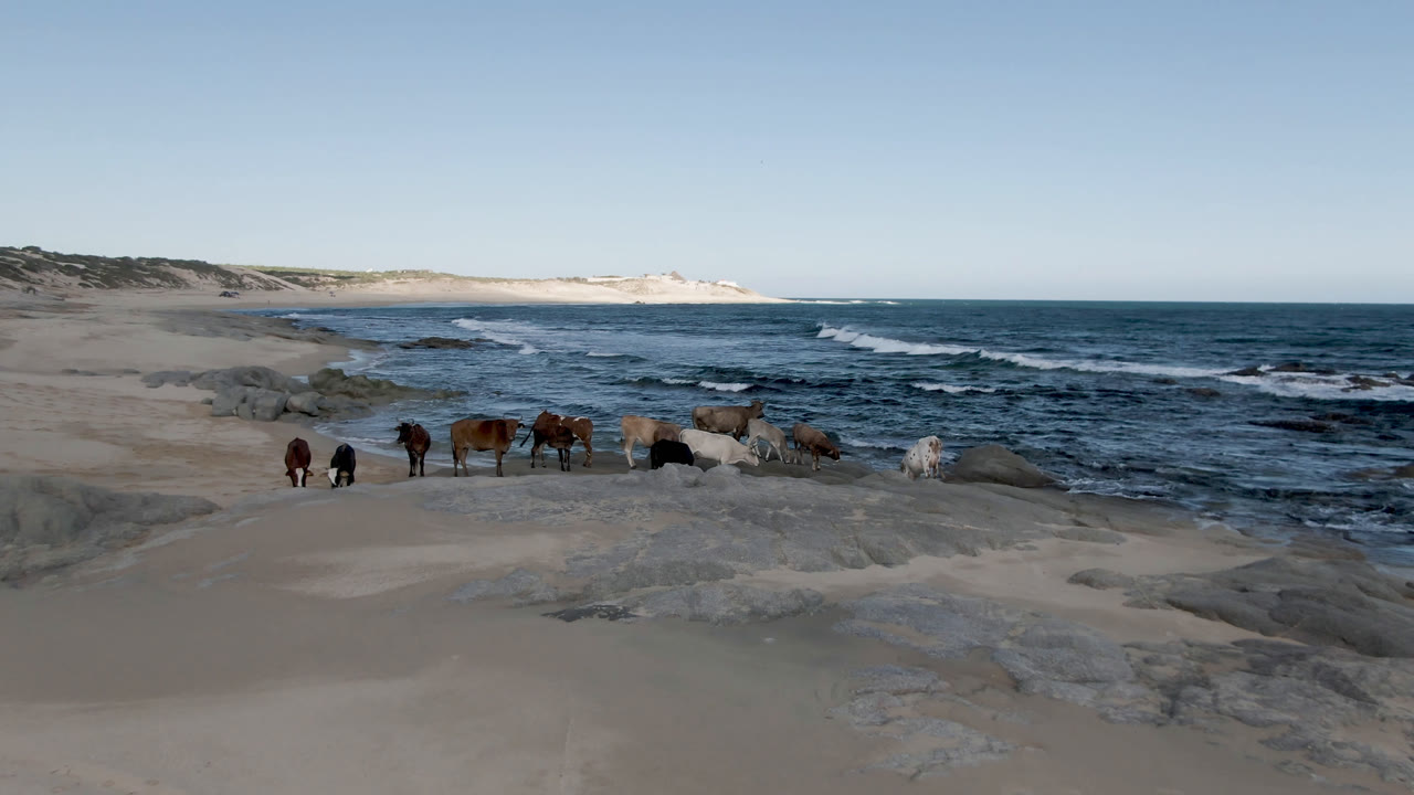 Horses on a sandy rocky beach beside ocean waves