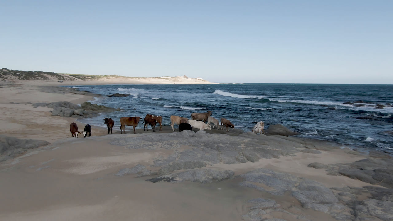 Several horses are spaced across the midground at Shipwrecks Beach Los Cabos, with darker surf bands behind them and no visible people.