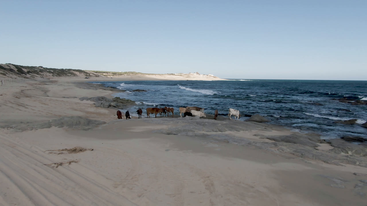 A herd of horses moves along the sand at Shipwrecks Beach in Los Cabos, with dunes at left, dark blue surf at right, and no visible people.