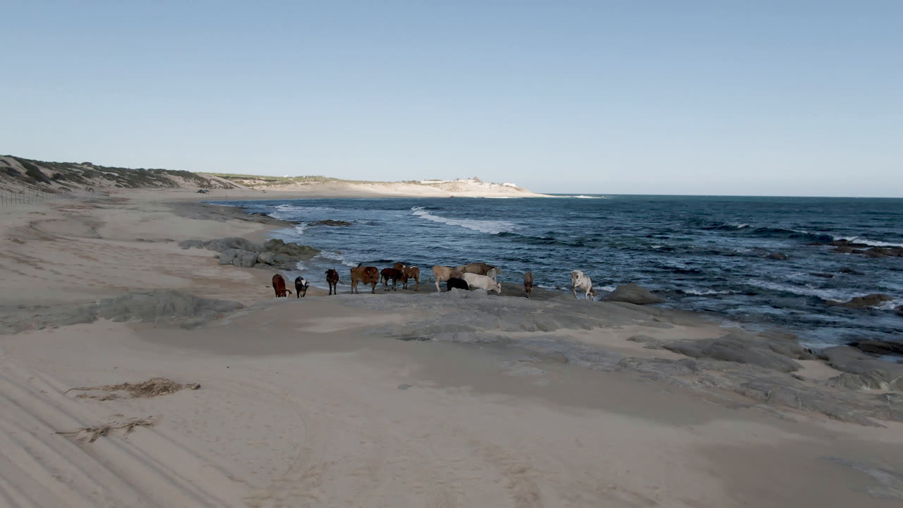 The horses continue across Shipwrecks Beach in Los Cabos, with more of the shoreline rock visible near the surf and no visible people.
