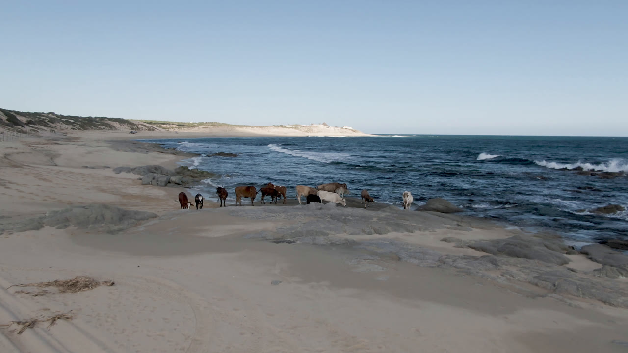 Horses on open beach with surf and dunes behind them.