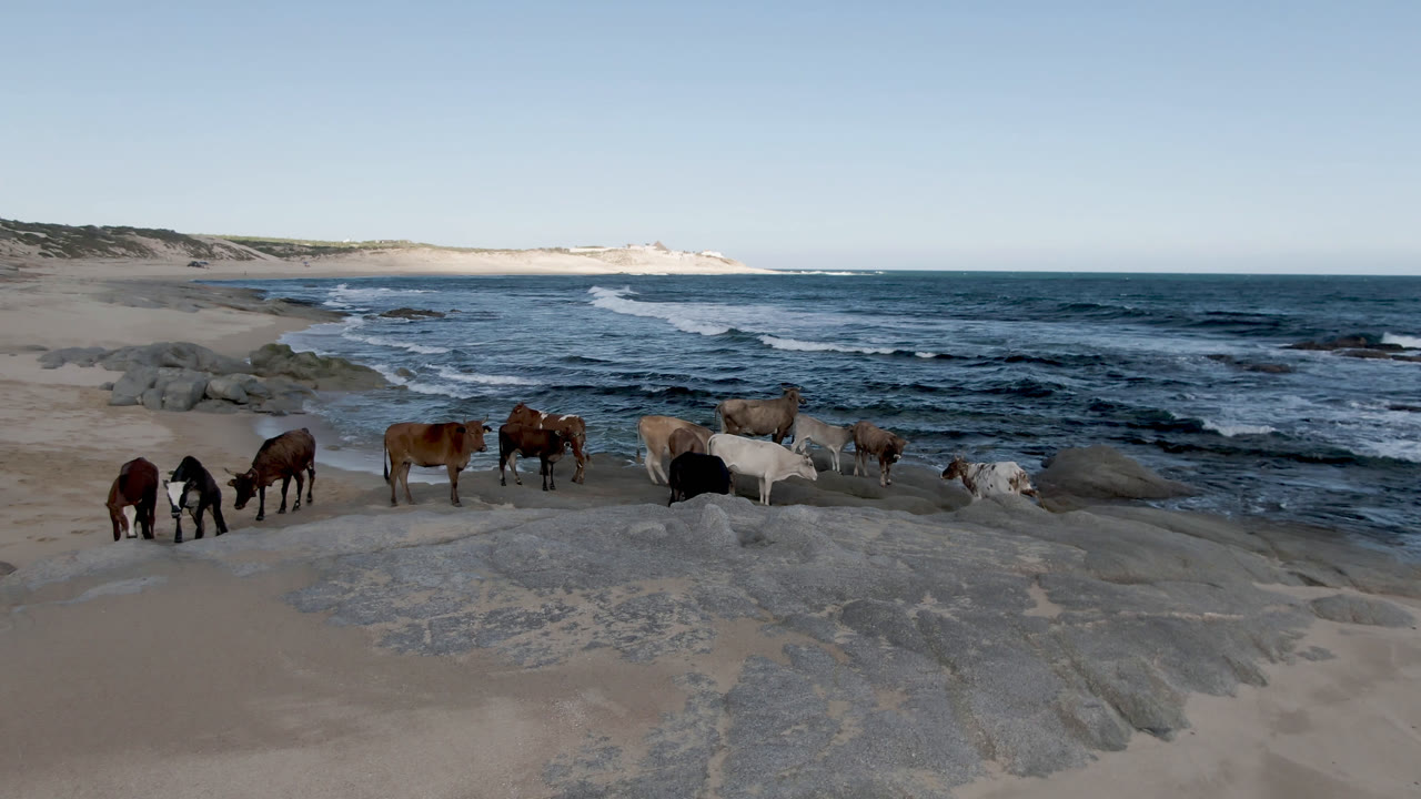 Several horses stand and graze on sand and flat rock at Shipwrecks Beach Los Cabos, with waves behind them and no visible people.