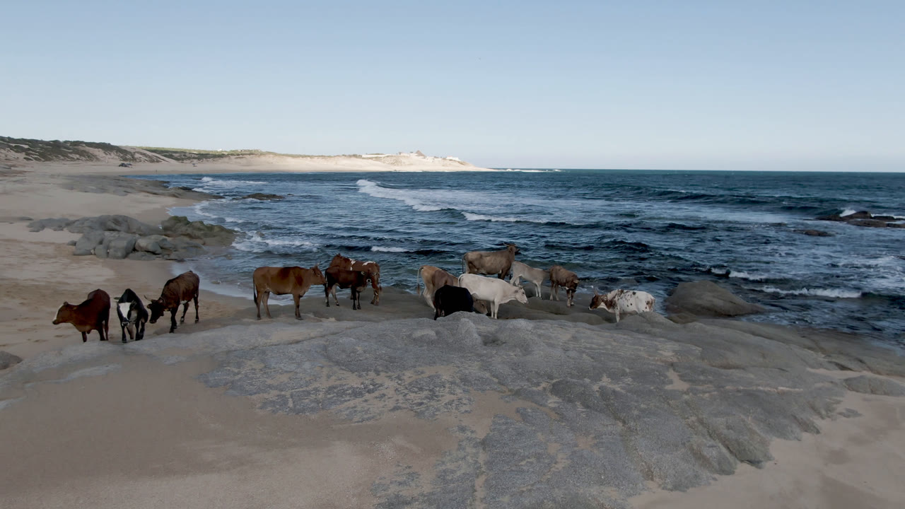 The horse group remains near the sandy rock shelf at Shipwrecks Beach Los Cabos as white surf lines move across the ocean behind them, with no visible people.