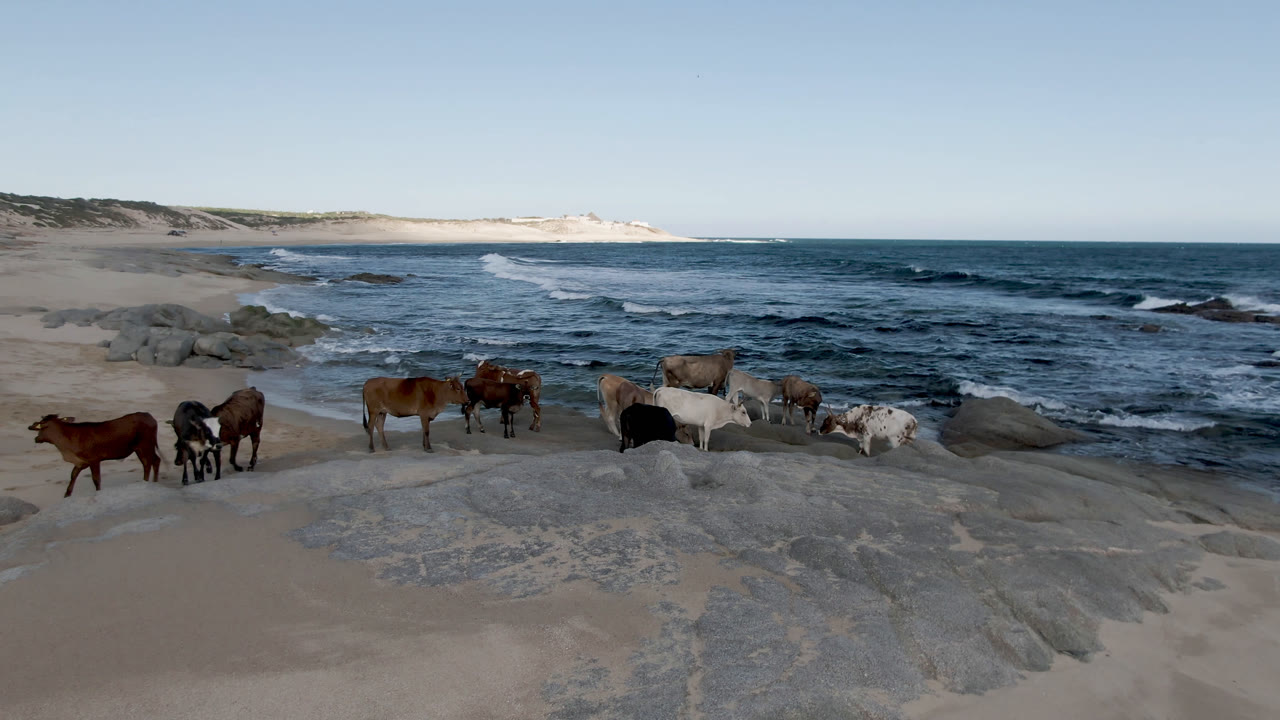 Horses along beach with dunes and ocean horizon