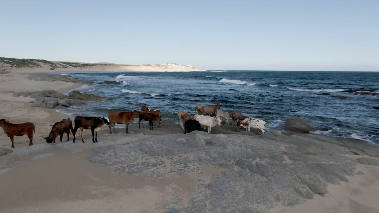 Cows standing on sand and rock beside ocean waves