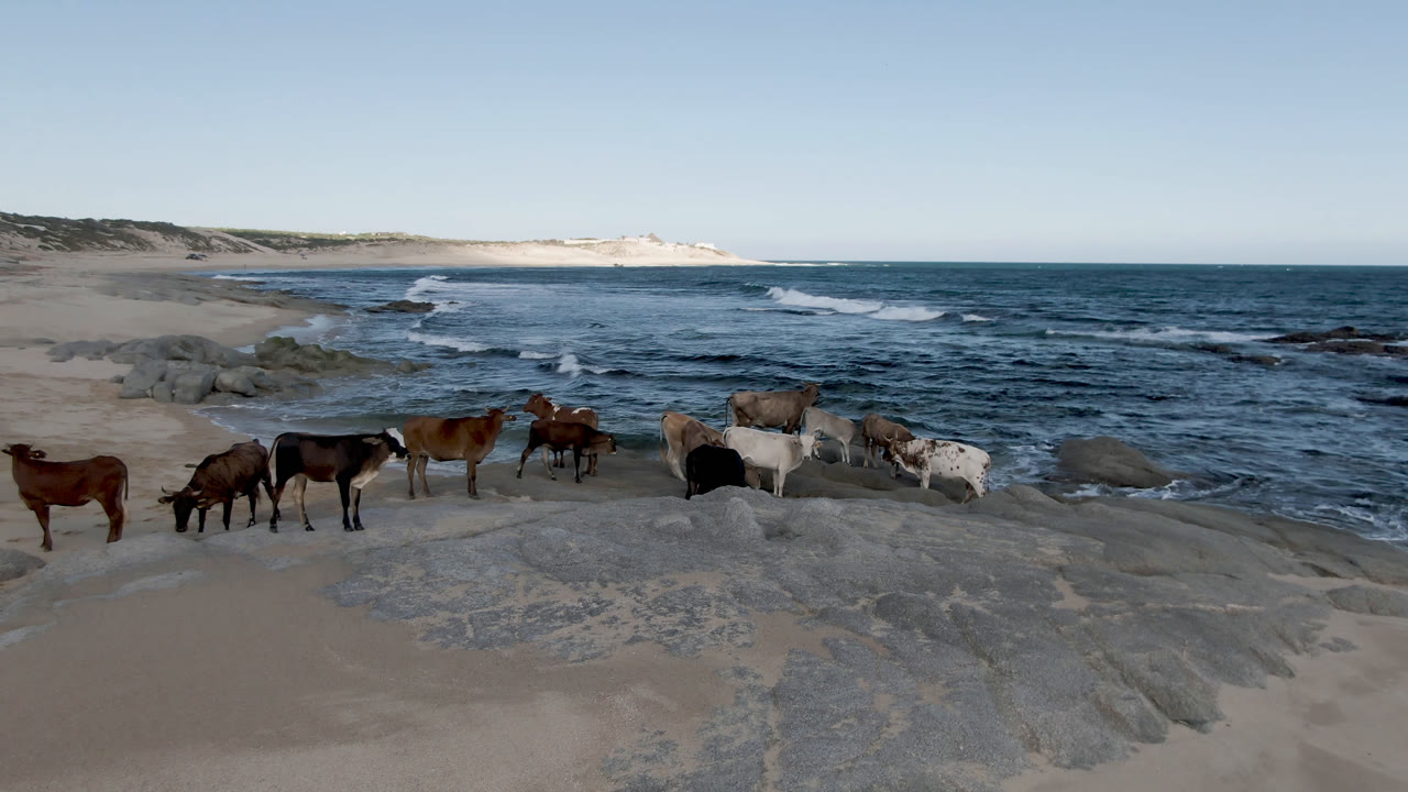 The herd remains gathered along the sand and rock at Shipwrecks Beach in Los Cabos, with a larger band of dark blue water filling the background and no visible people.