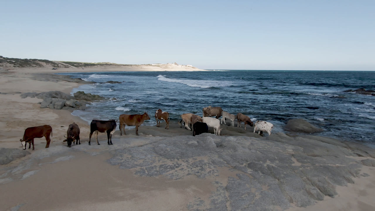 Several horses stand and graze on sand and flat rock at Shipwrecks Beach in Los Cabos, with blue surf behind them, pale dunes in the distance, and no visible people.