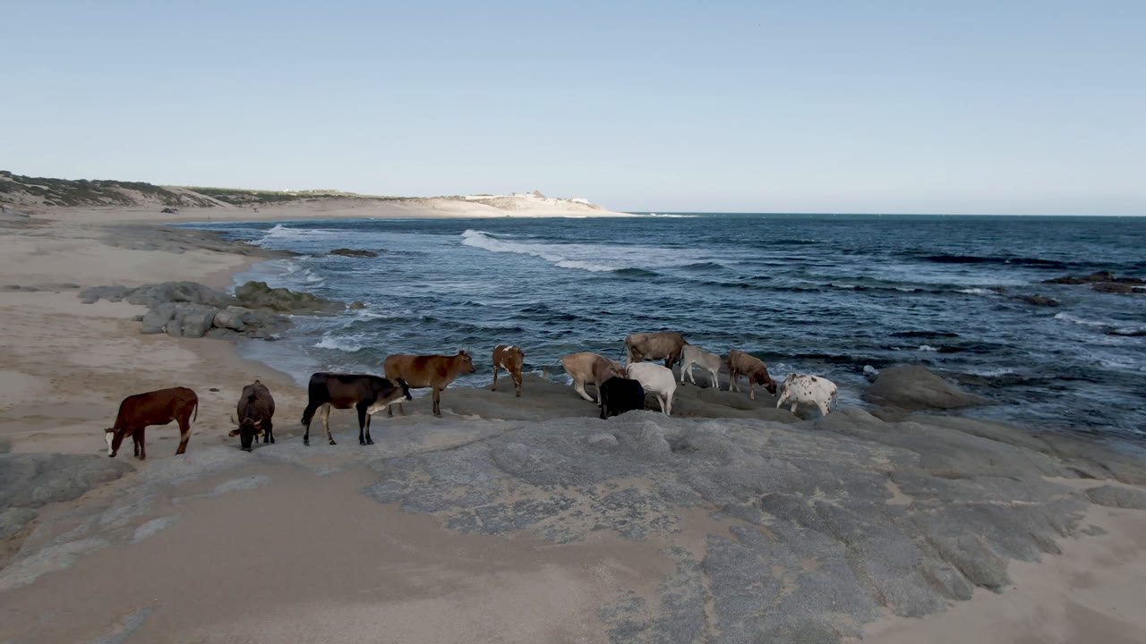 The horse group remains near the shoreline at Shipwrecks Beach in Los Cabos as a fresh wave line curls behind the rocks, with open sand and no visible people.