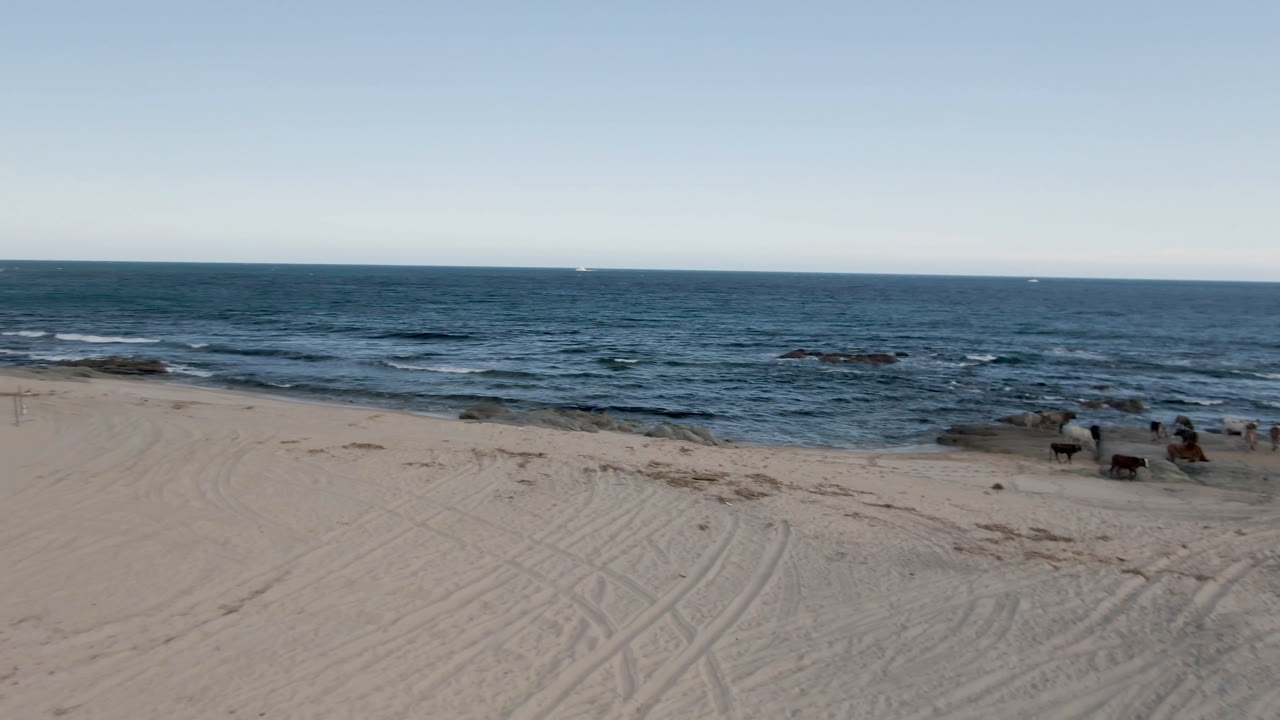 Wide view of Shipwrecks Beach in Los Cabos with pale sand, tire tracks, low ocean waves, rocks near the water, small horses near the shoreline, and no visible people.