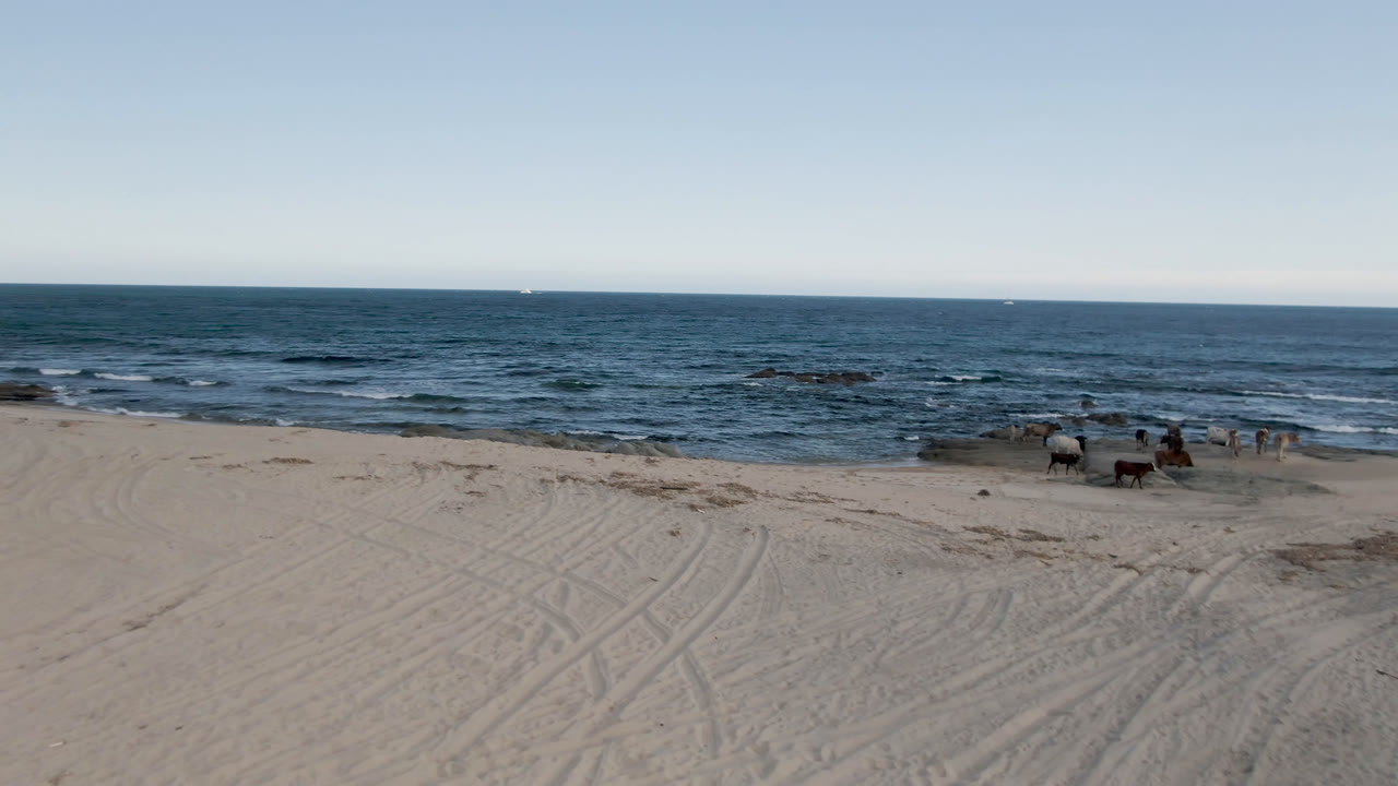 Shipwrecks Beach frame with a wide sandy foreground, blue ocean under a clear sky, scattered shoreline rocks, horses near the waterline, and no visible people.