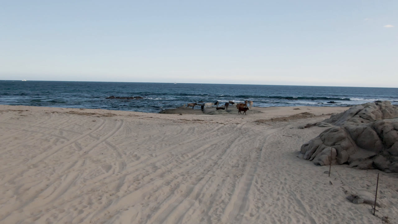 Two horses walk near the waterline at Shipwrecks Beach in Los Cabos, with broad tracked sand, a rounded rock outcrop, low surf, and no visible people.