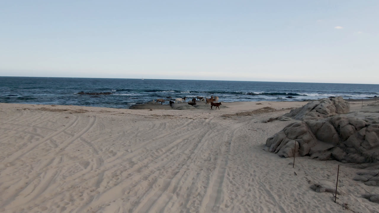 The horses remain near the surf at Shipwrecks Beach in Los Cabos as the sandy foreground tracks lead toward a large rock outcrop and a straight ocean horizon, with no visible people.