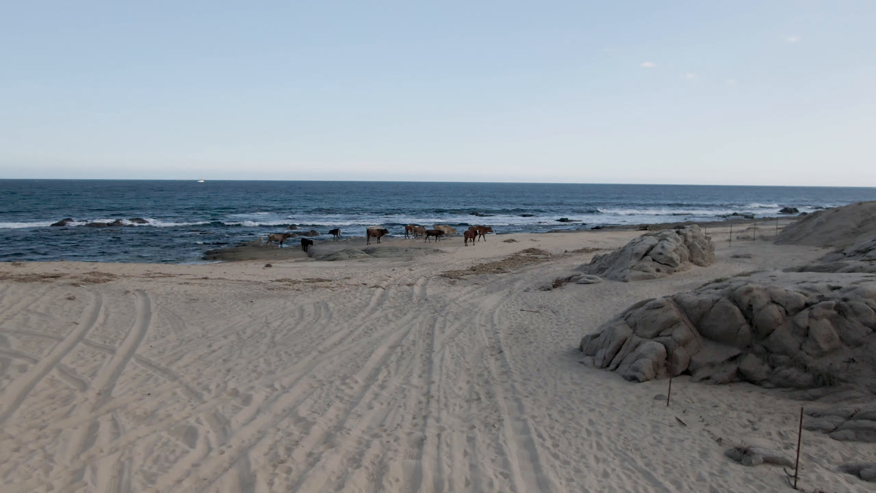 Several horses move along the shoreline at Shipwrecks Beach in Los Cabos, with tire tracks in pale sand, rounded rocks in front, blue ocean behind, and no visible people.