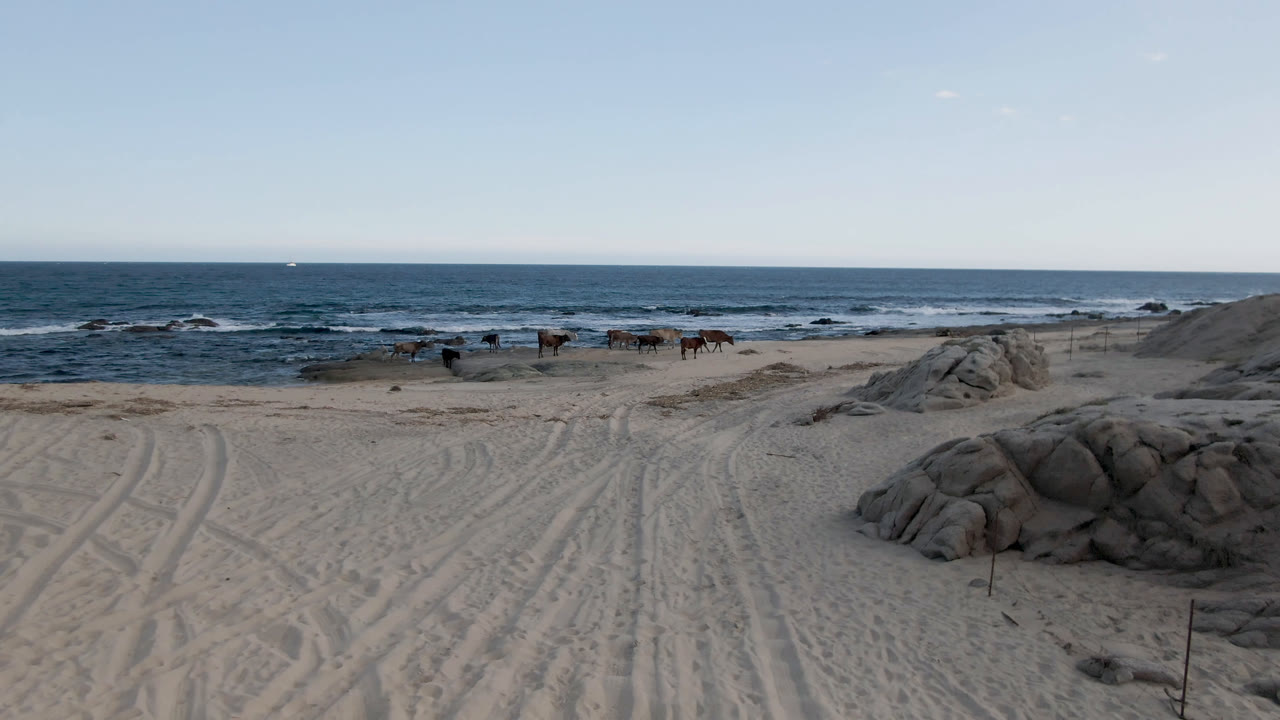 The horses continue along the midground shoreline at Shipwrecks Beach in Los Cabos, with a large rock cluster lower in frame and small waves breaking behind them, no visible people.