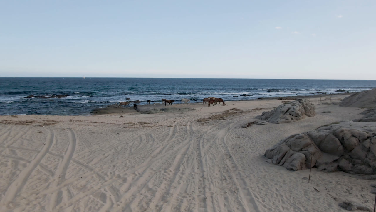 Wide view of Shipwrecks Beach Los Cabos with several horses near the waterline, vehicle tracks in pale sand, rounded rocks at right, ocean waves beyond, and no visible people.