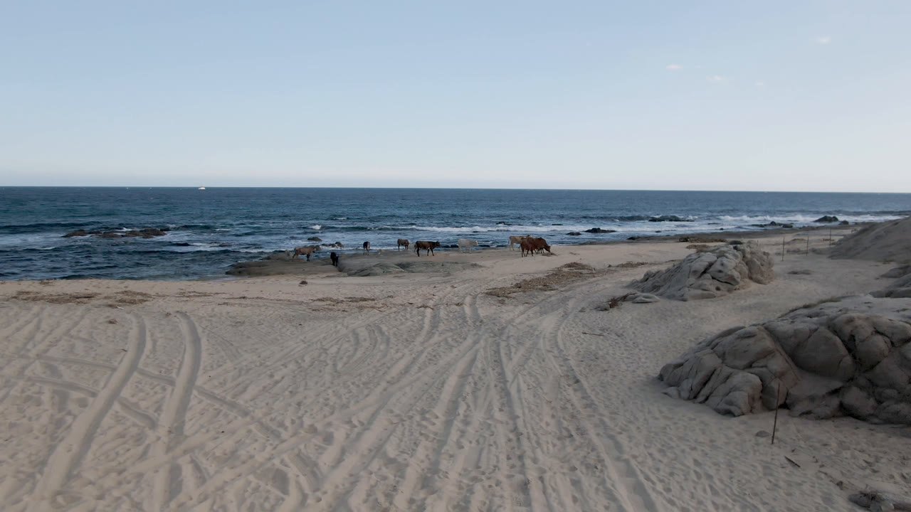 Beach rocks and sand tracks lead toward horses near the surf.