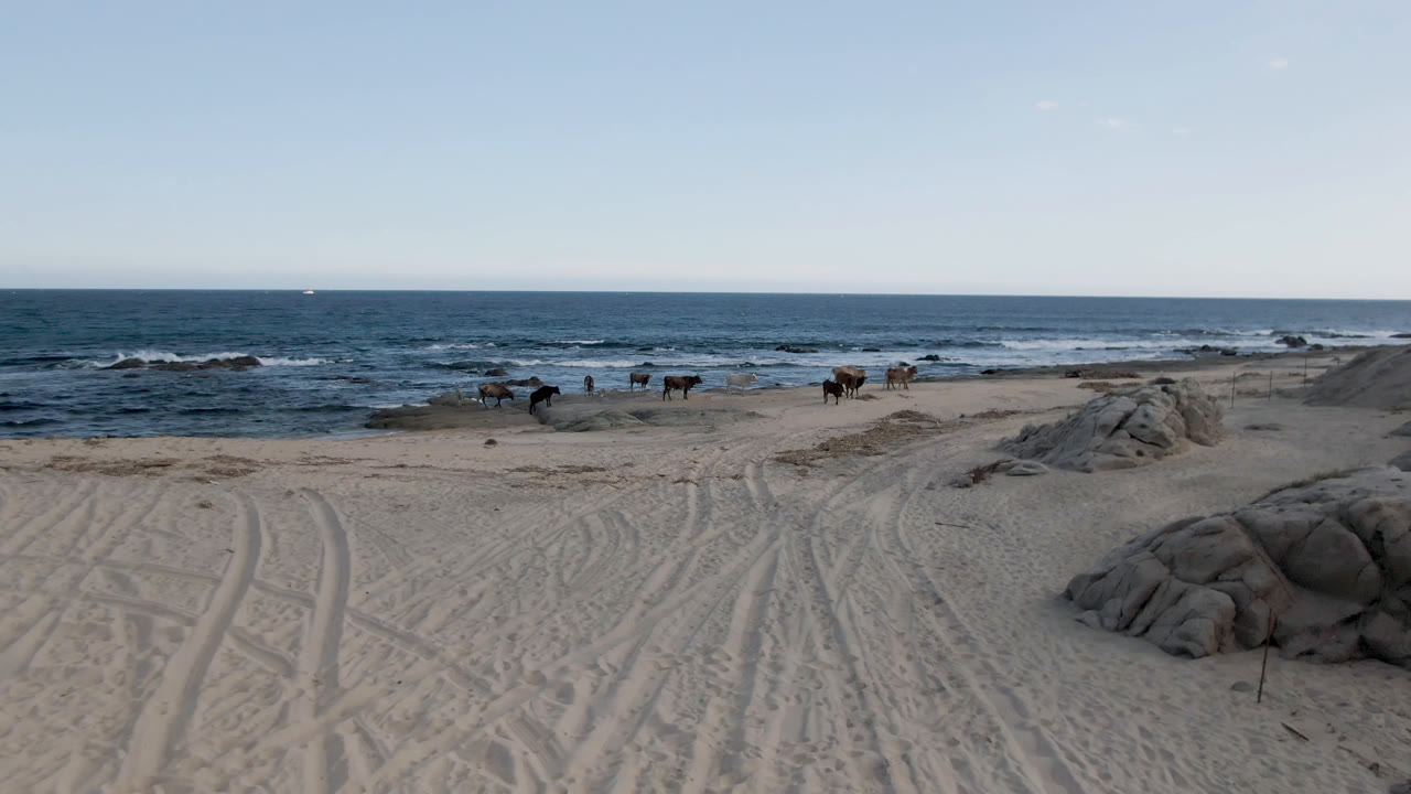 Wide view of cows moving along Shipwrecks Beach in Los Cabos, with tire-marked sand, low rocks, blue surf, clear sky, and no visible people.