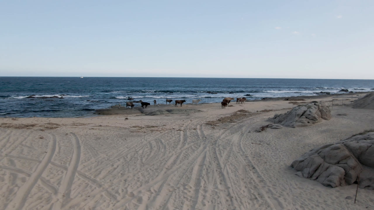 Cows continue along the water's edge at Shipwrecks Beach in Los Cabos, with a central rock mound, pale tracked sand, ocean surf, and no visible people.