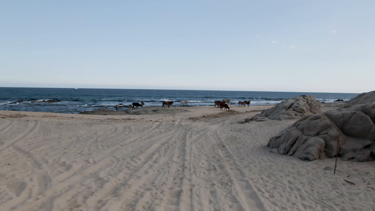 Wide view of cows moving along Shipwrecks Beach in Los Cabos, with rutted sand in front, pale rocks near center, ocean waves behind, and no visible people.