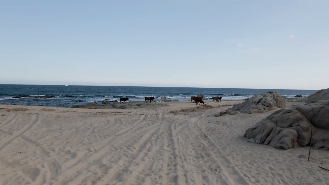 Cows continue across the beach at Shipwrecks Beach Los Cabos, passing between pale sand, rounded rock outcrops, low surf, and an open horizon with no visible people.
