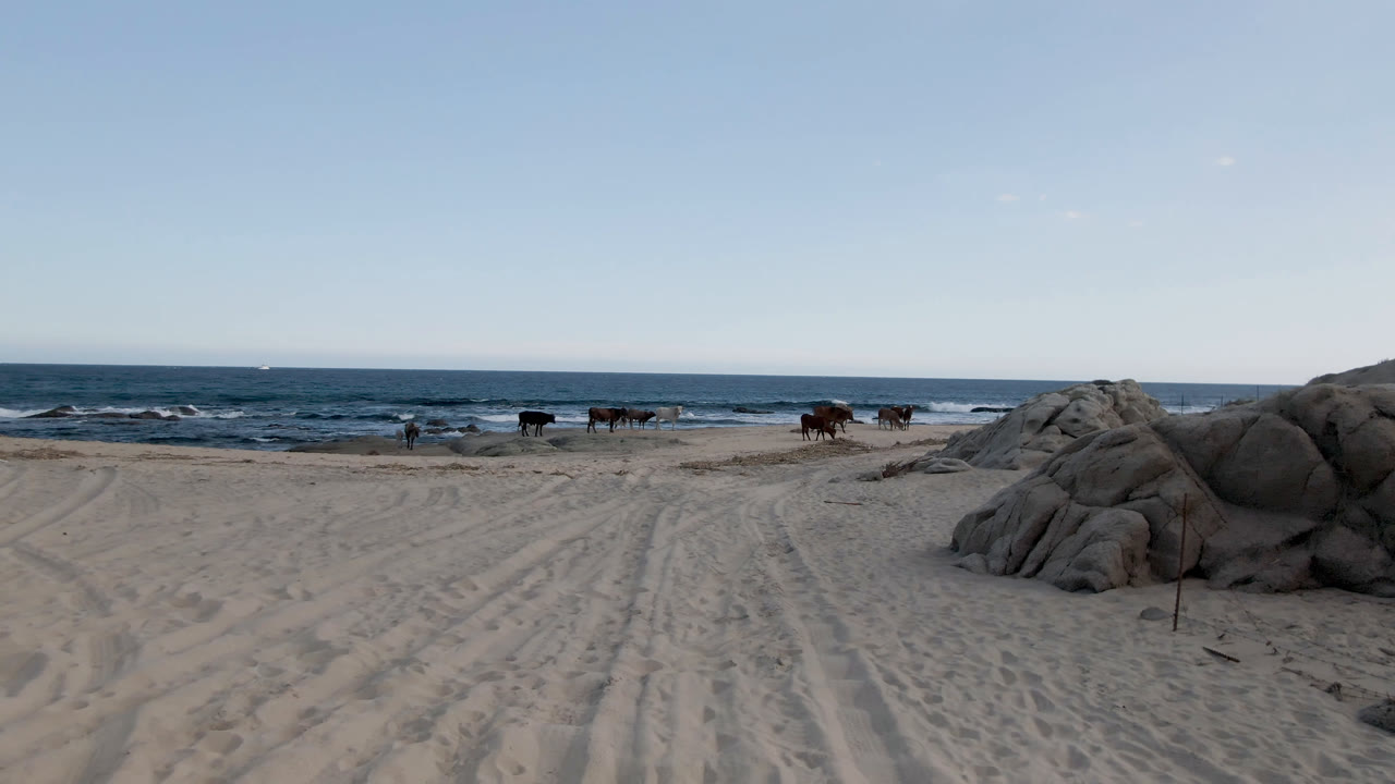 Wide view at Shipwrecks Beach Los Cabos showing cows along the shoreline, tire-marked sand in the foreground, rounded rocks on the right, ocean behind them, and no visible people.