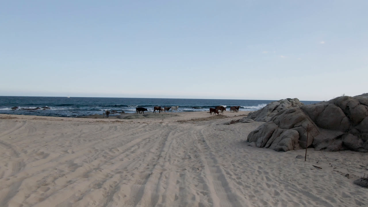 At 0:01, cows remain near the waterline at Shipwrecks Beach Los Cabos while low surf breaks behind them, with pale sand tracks leading into the frame and no visible people.