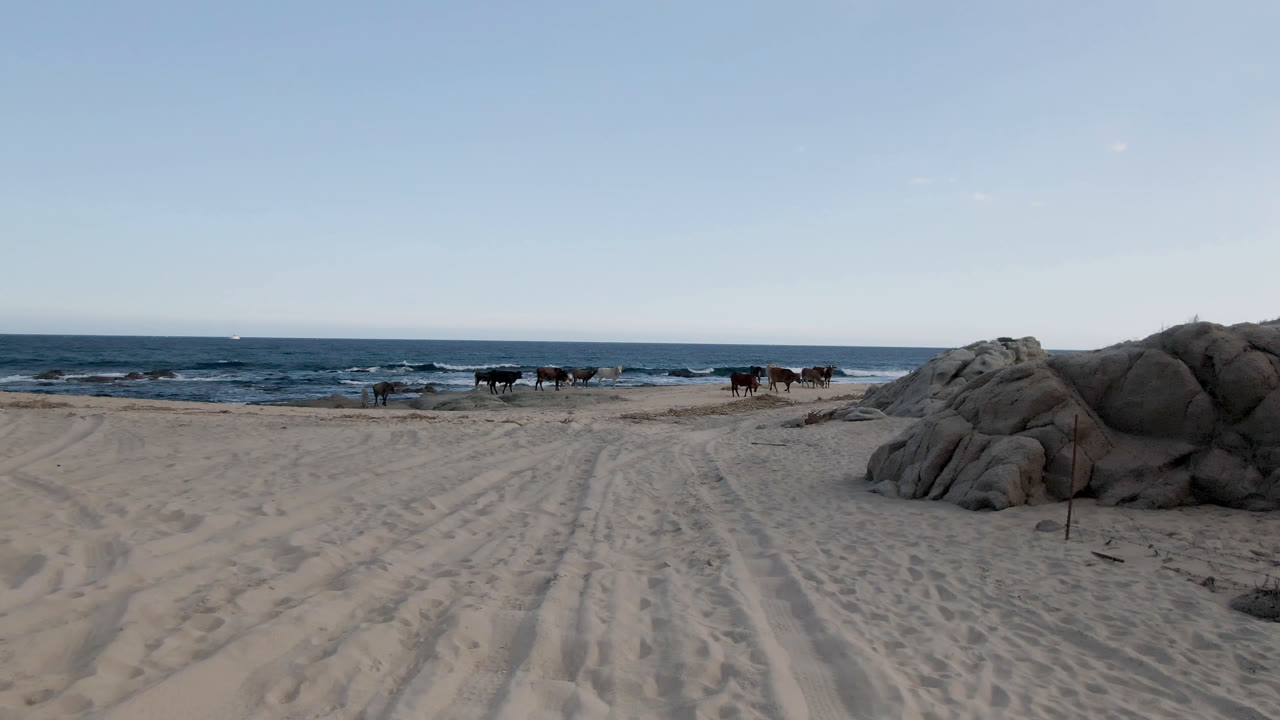 Cows on the beach with ocean waves and a large rock formation to the right.