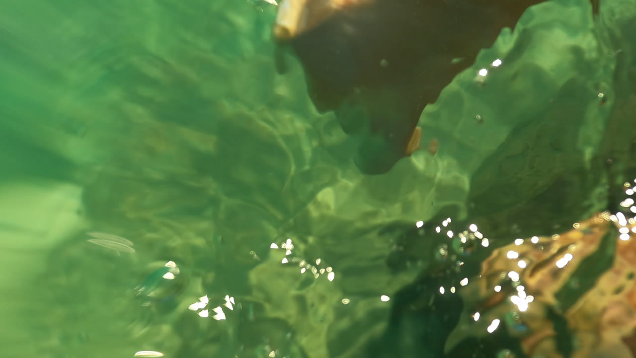 Partly submerged view of a person near green water and rocks.