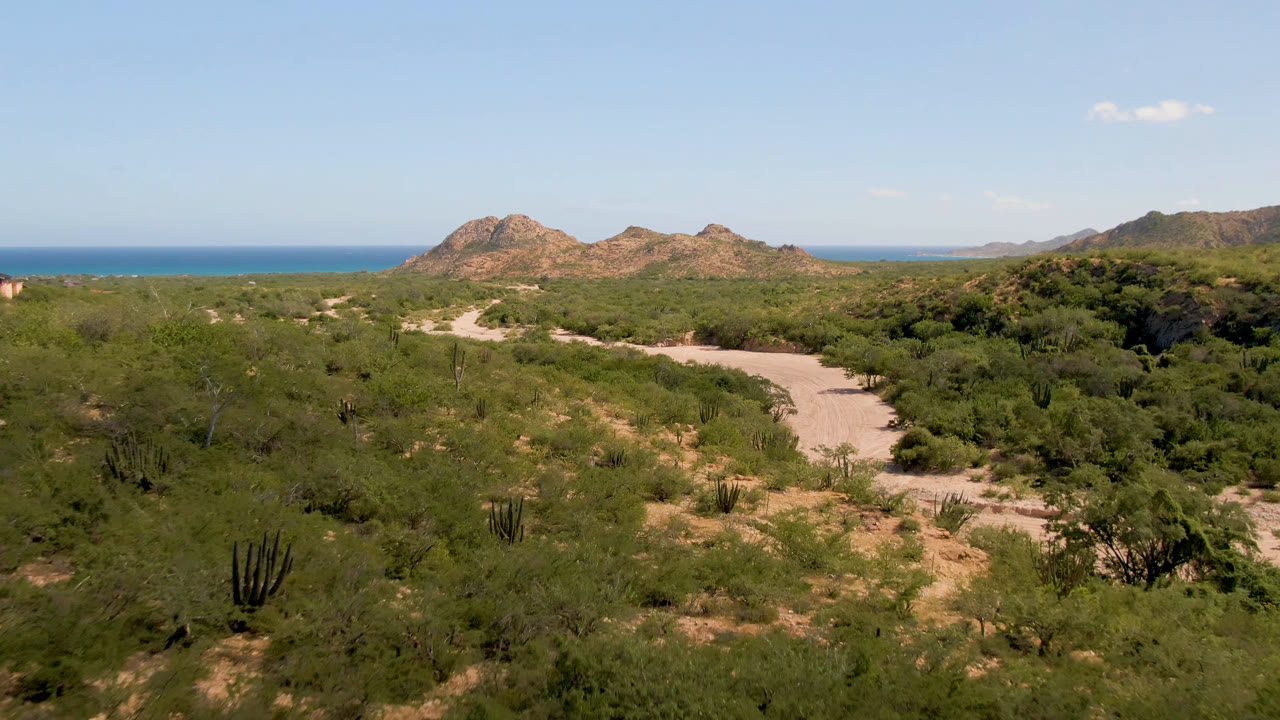 Cabo Pulmo desert road continues through dense green brush, with cactus in the foreground, low rocky hills near center, ocean beyond, and no visible people.