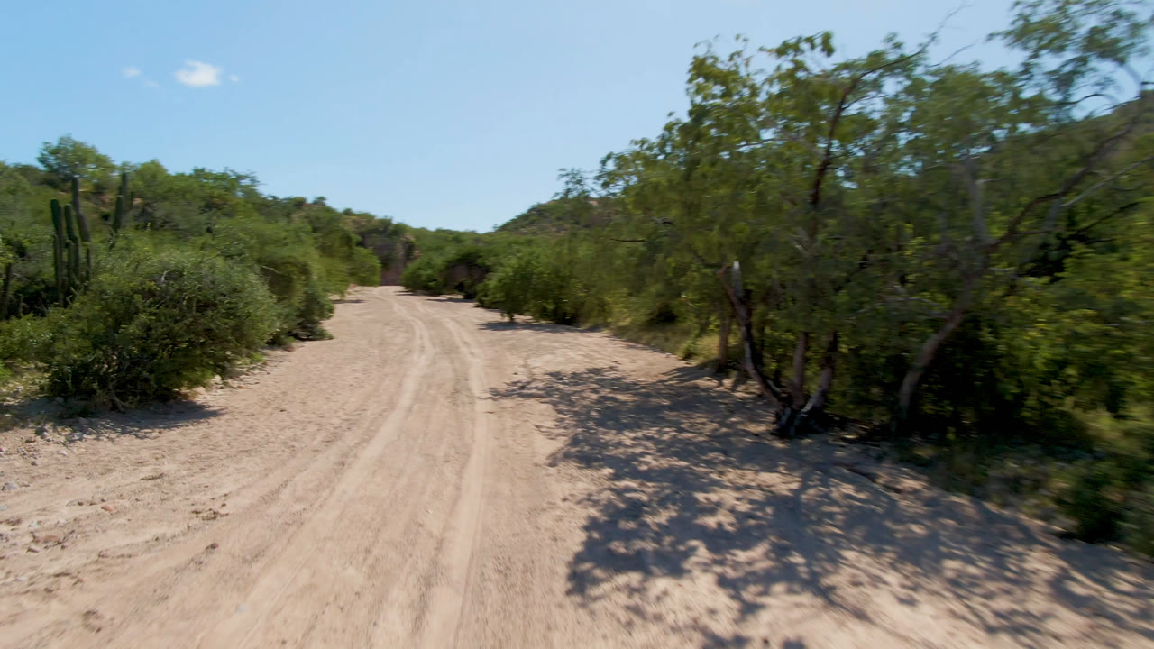 Cabo Pulmo dirt road framed by roadside trees and bushes, with tree shadows crossing the sandy track and no visible people.