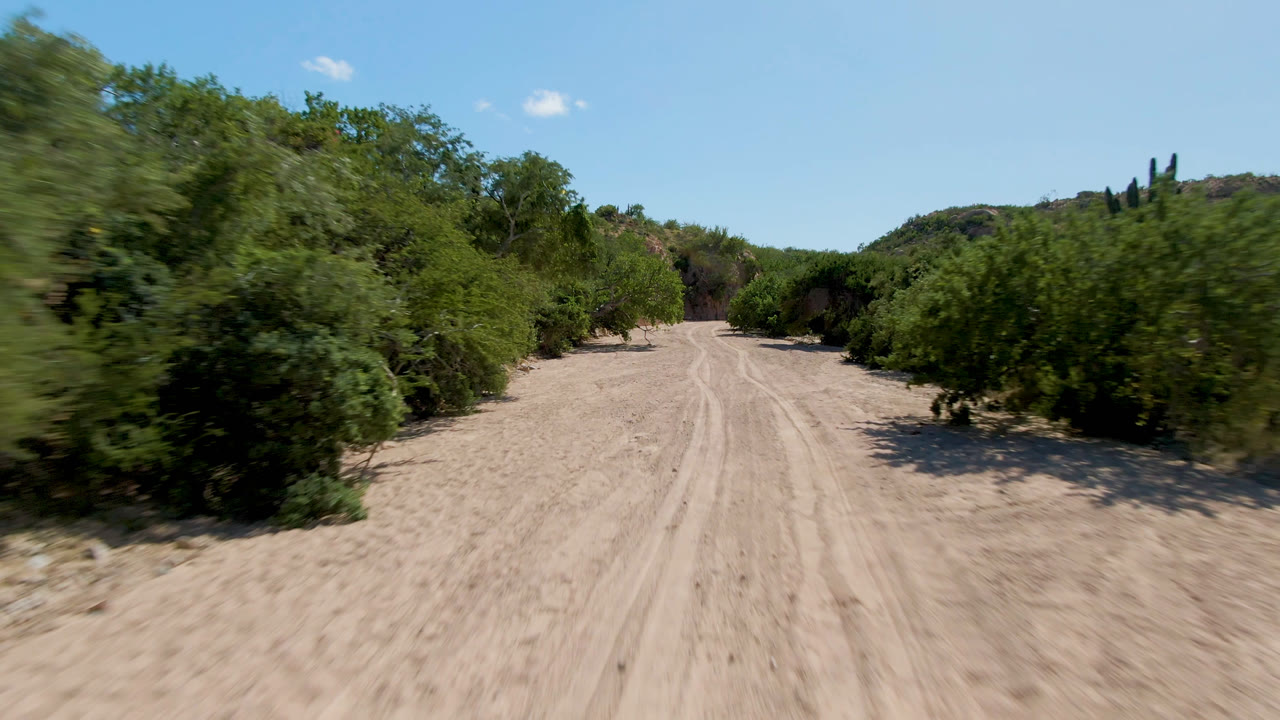 The road remains centered in Cabo Pulmo as a leafy tree blurs along the left side, with green vegetation, distant hills, blue sky, and no visible people.