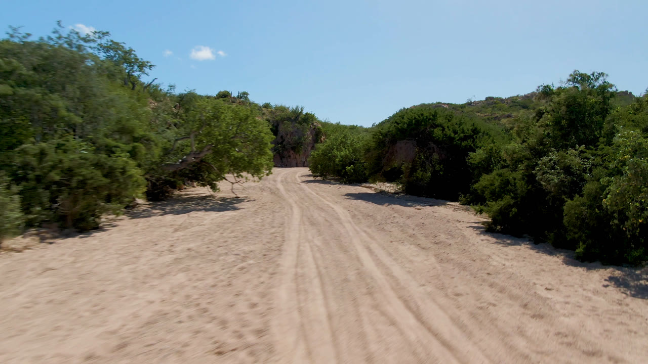 Sandy dirt road in Cabo Pulmo, Baja California Sur, Mexico, bordered by green bushes and small trees under a bright blue sky, with no visible people.