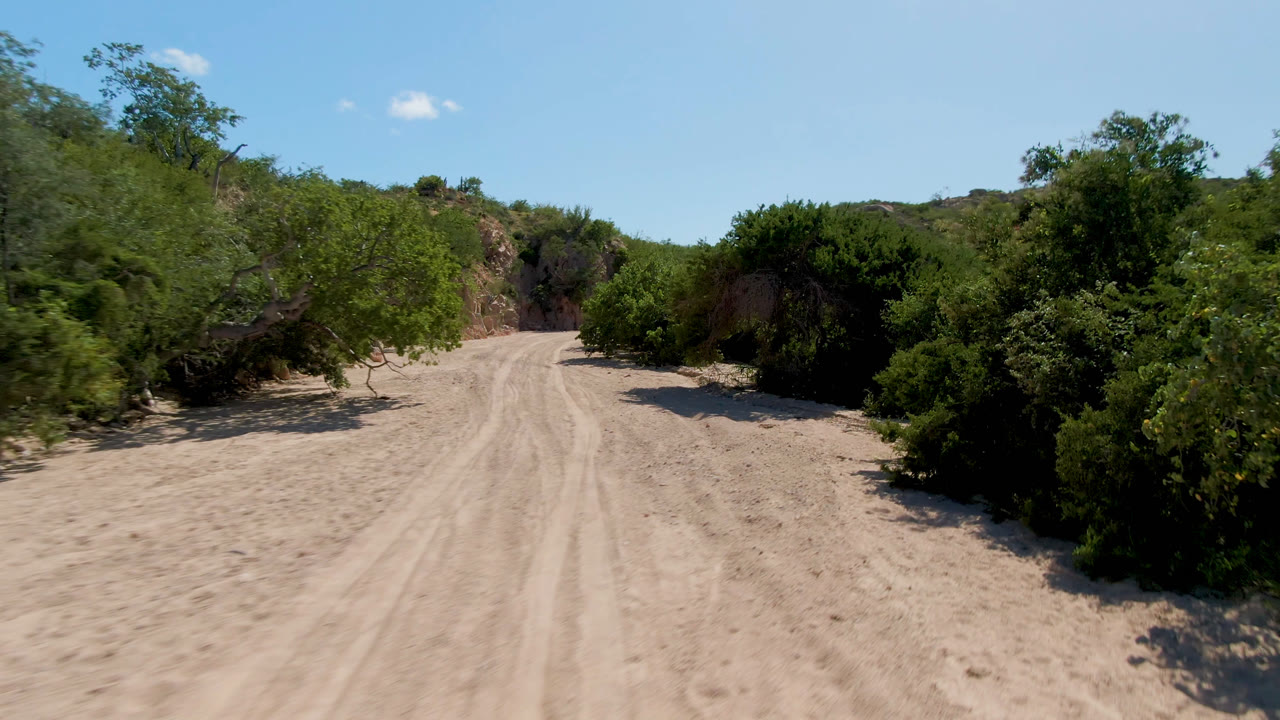 Dirt road in Cabo Pulmo passing between thick green shrubs, a small tree near the left side, rocky slopes in the distance, and no visible people.