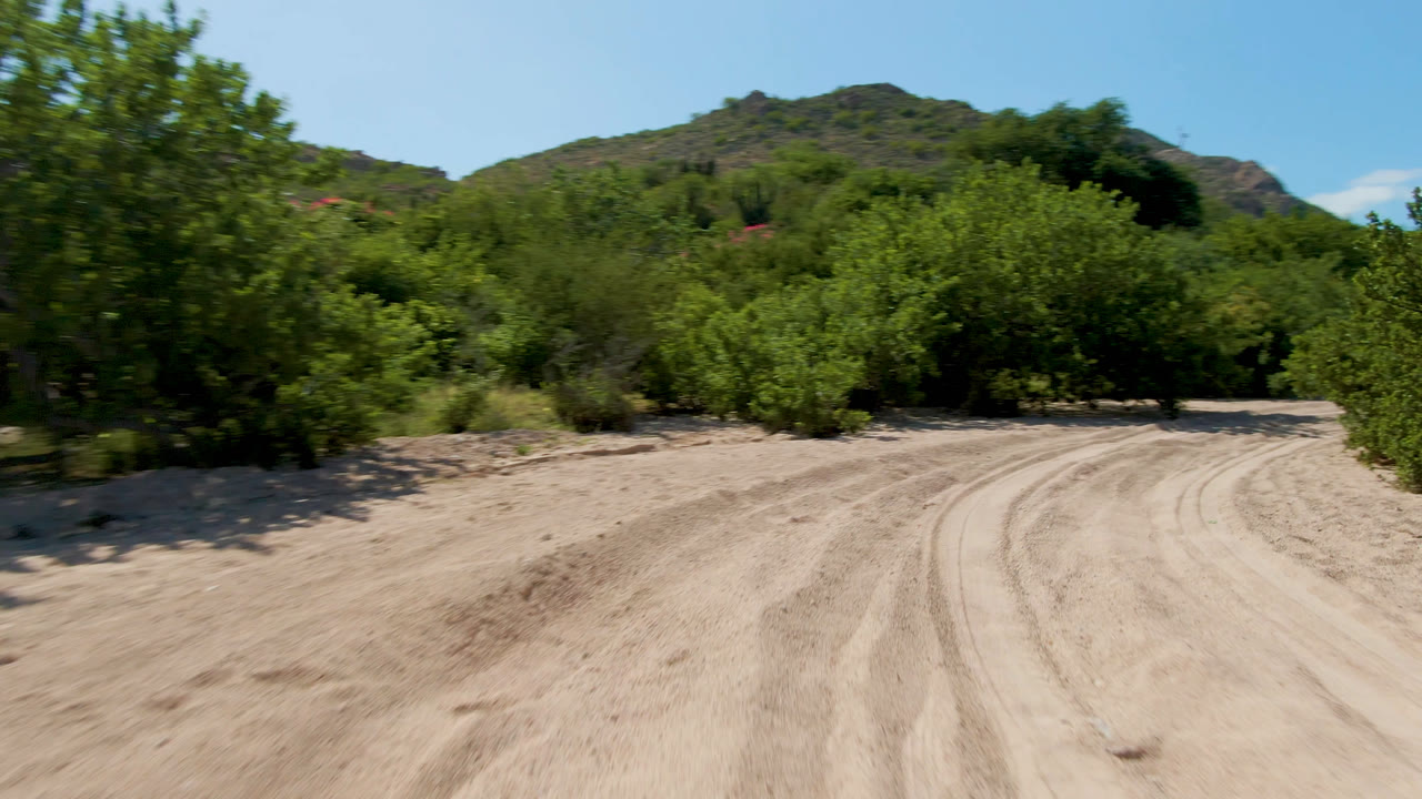 A curving dirt track in Cabo Pulmo runs between leafy roadside growth, with bright sunlight, distant low hills, and no visible people.