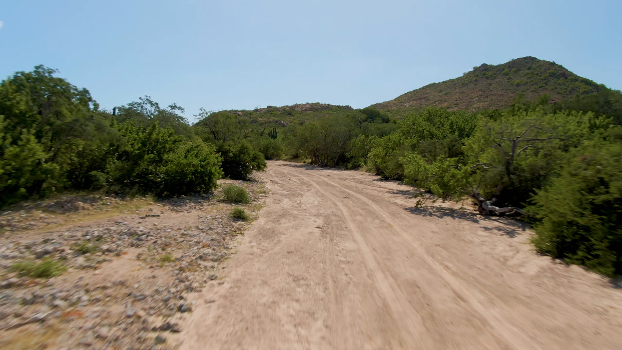 Dirt road between green desert bushes under a blue sky.