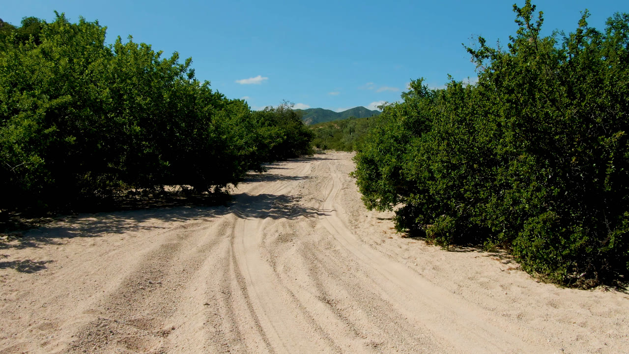 A sandy dirt road in Cabo Pulmo, Baja California Sur, runs between dense green trees with distant hills and blue sky visible, with no visible people.