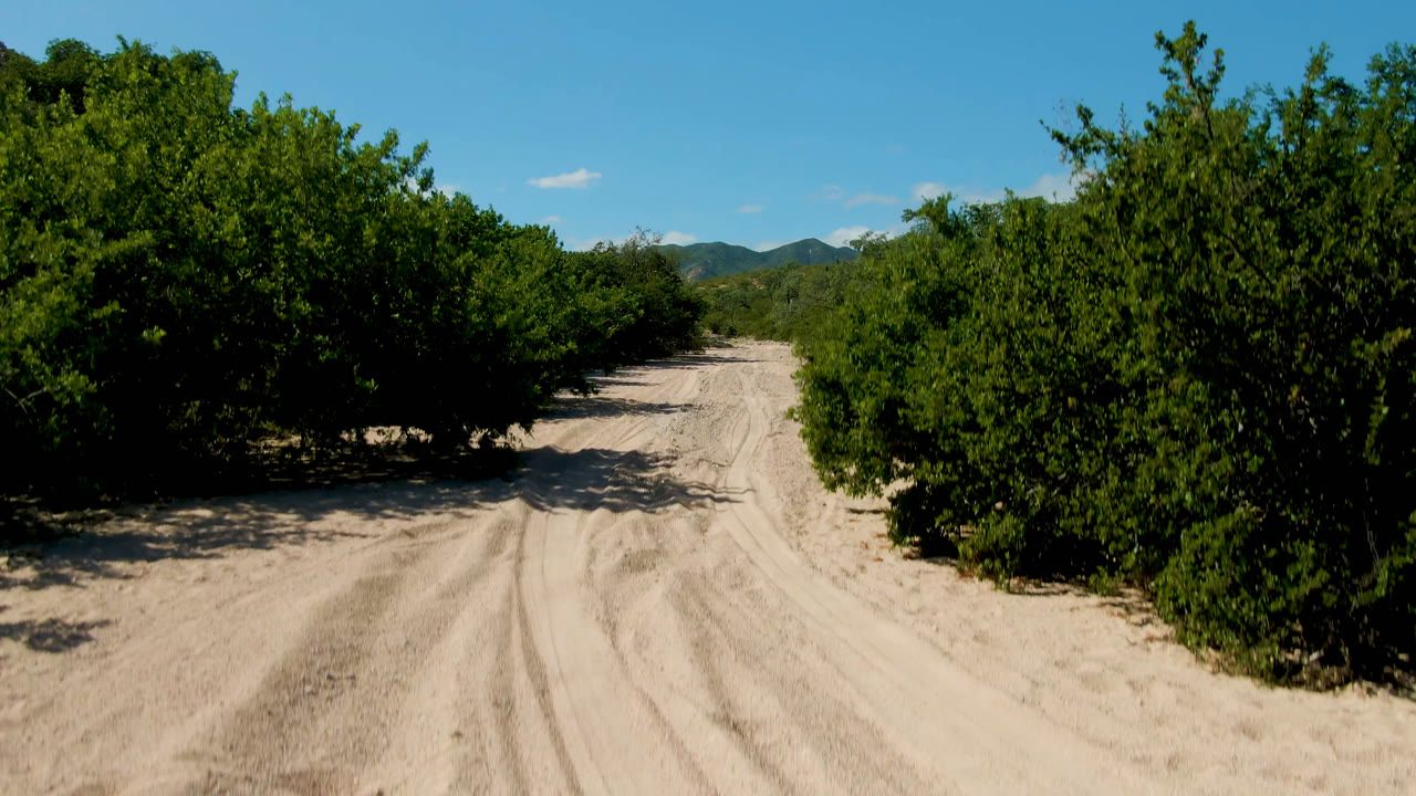 A dirt road in Cabo Pulmo curves between thick green bushes and trees, with low mountains on the horizon and no visible people.