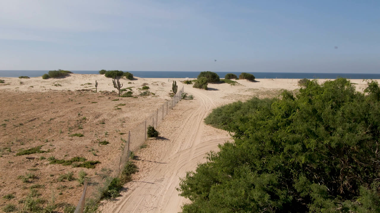 Migrino coastal sand field with a pale road curving past dense green shrubs, fence posts, low dunes, and a blue ocean line, with no visible people.