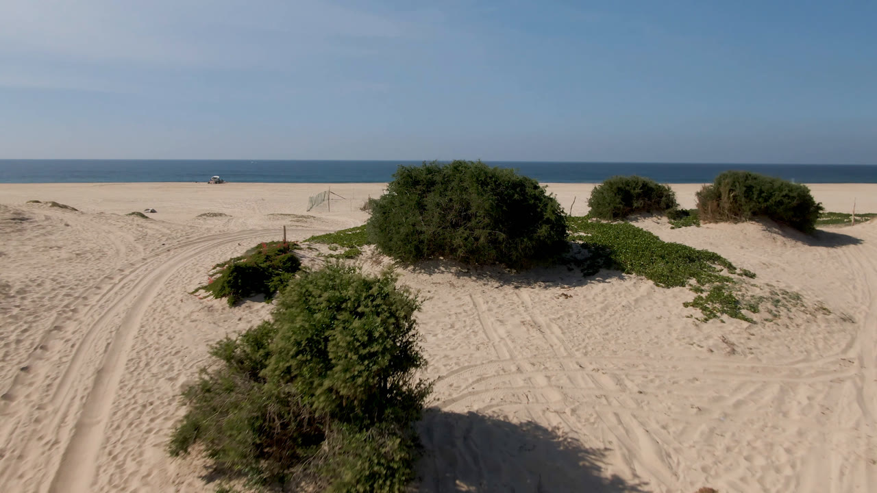 Aerial frame in Migrino, Baja California Sur, Mexico showing a rounded green shrub near the center, branching tire tracks across the sand, distant ocean, and no visible people.