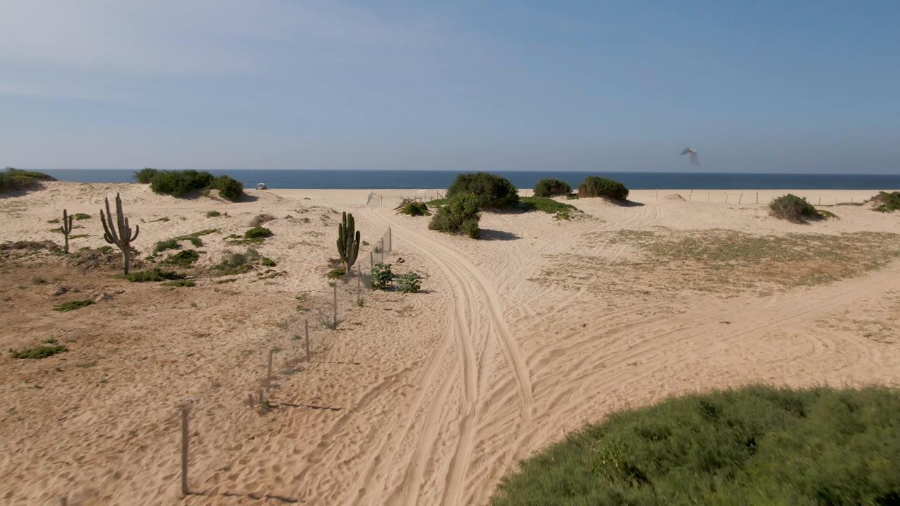 Migrino coastal desert frame with a curving sandy track, upright cactus-like plants, fence posts, scattered scrub, and the ocean horizon under clear sky, with no visible people.