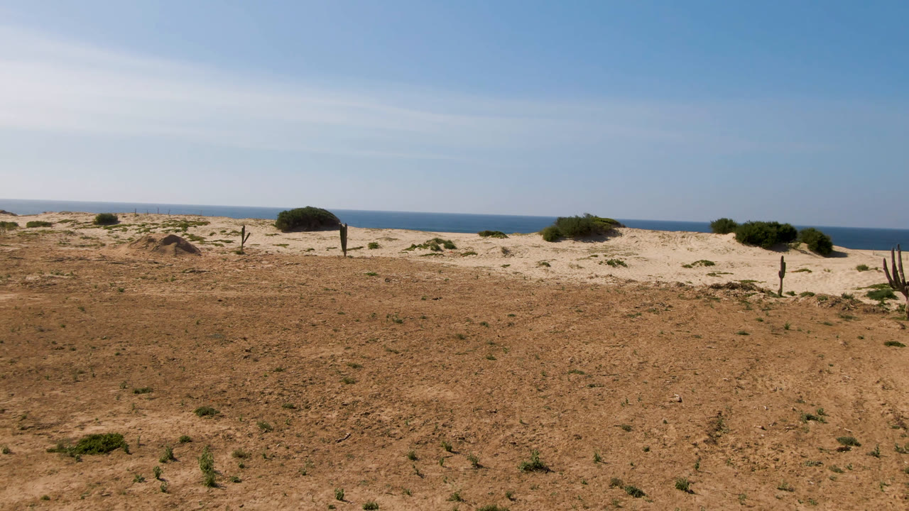 Migrino coastal desert frame showing scrub across the foreground, a lone tree slightly left of center near the dunes, blue ocean beyond, and no visible people.