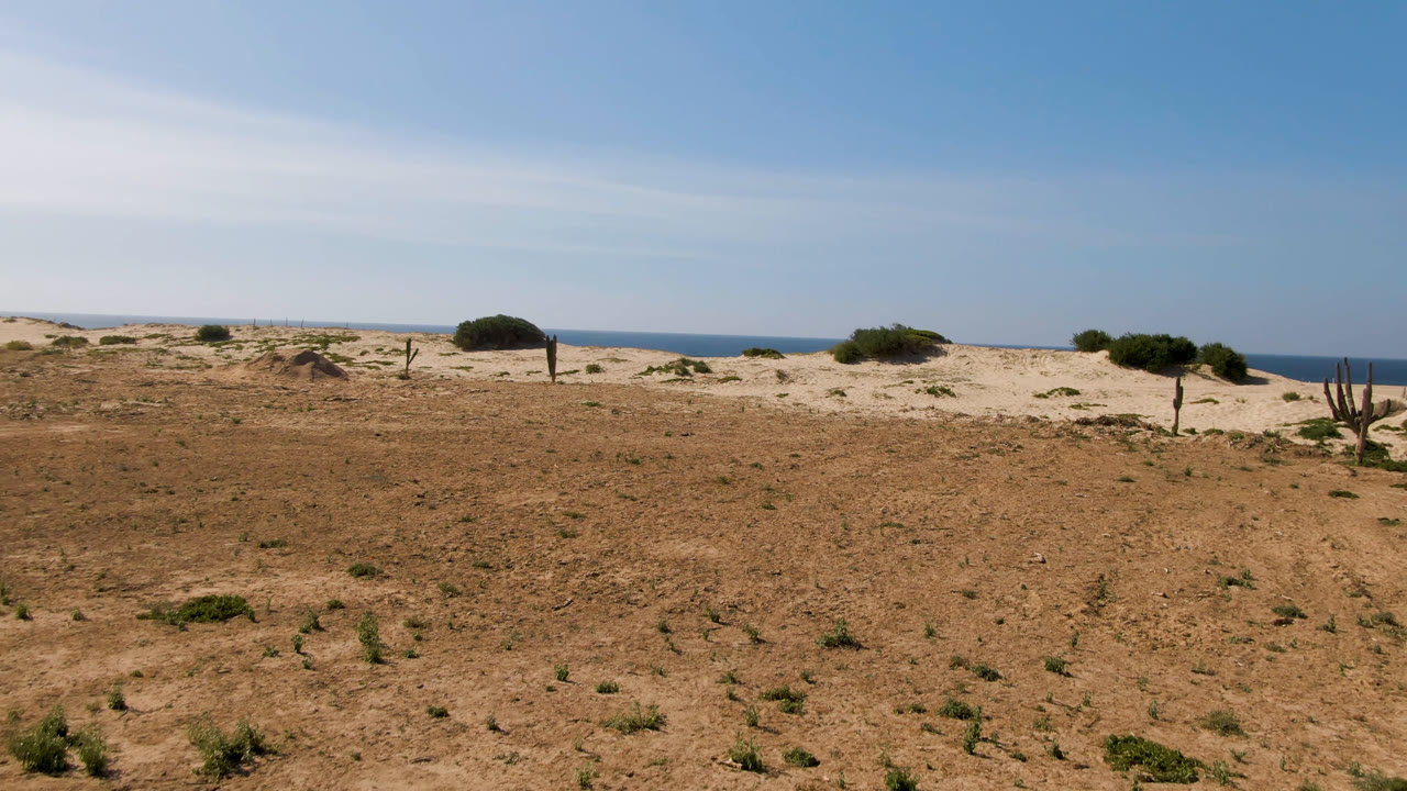 Open sandy field with scattered plants, dunes, ocean strip, and lone tree.