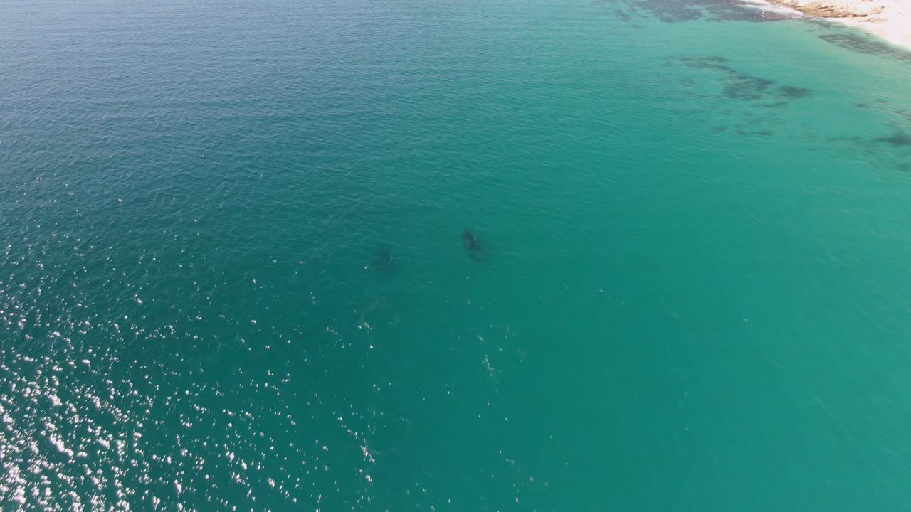 Aerial frame from Laguna Beach Los Cabos showing two dark dolphin shapes below turquoise water, pale shoreline at the top edge, and no visible people.