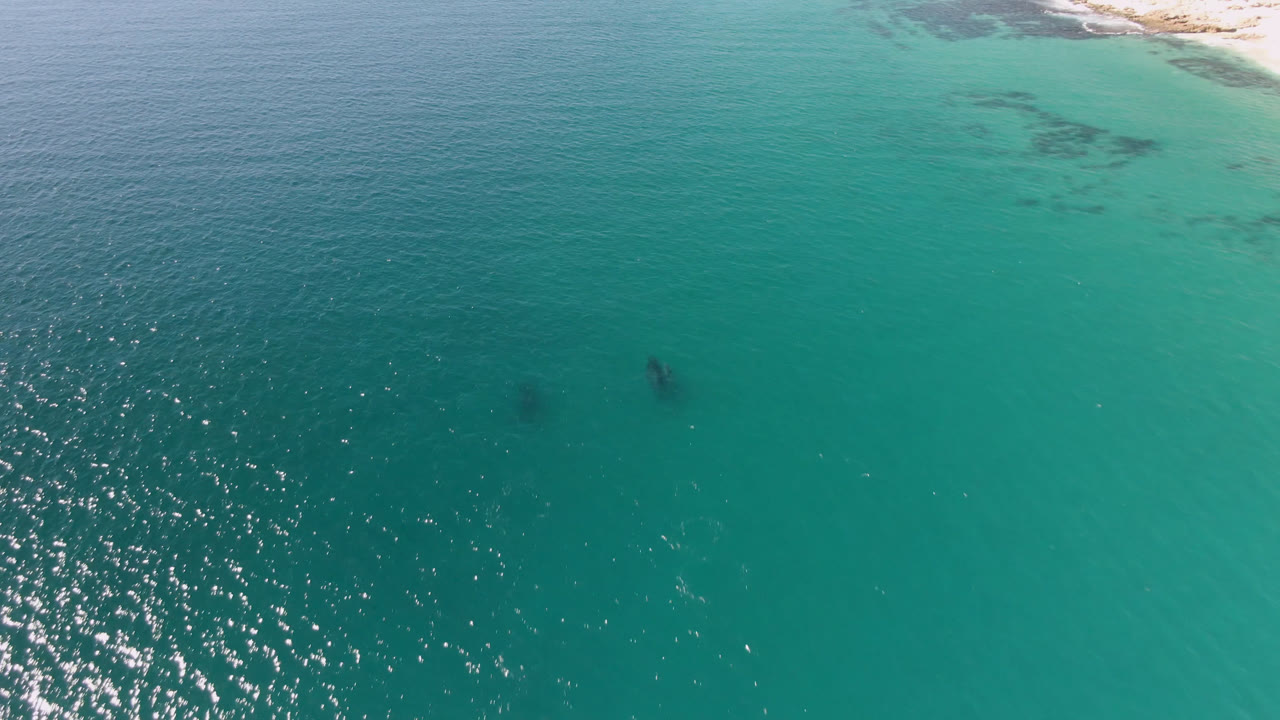 Aerial frame from Laguna Beach Los Cabos with two dolphins under teal ocean water, bright surface sparkle on the left, and no visible people.